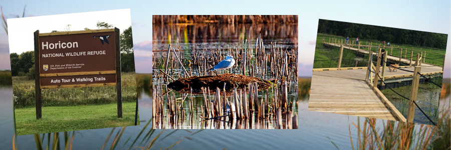 Martling - Horicon Refuge